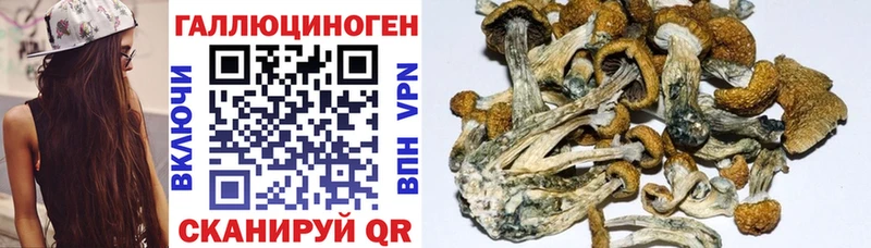 Галлюциногенные грибы GOLDEN TEACHER  как найти   Кадников 